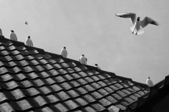 Sea_birds