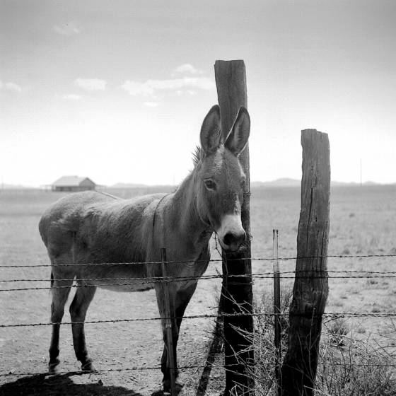 Donkey_1