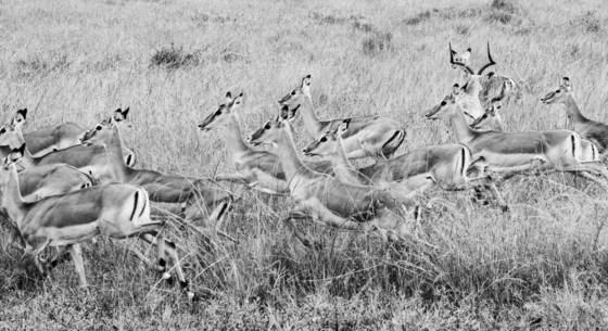 Thompson_gazelle
