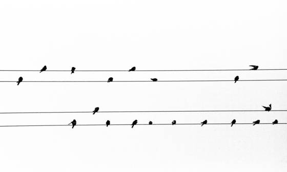 Birds_on_wires_-_musical_notes