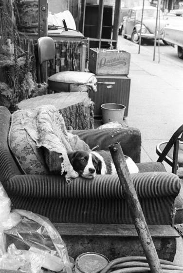 Dog_on_armchair