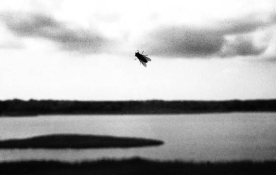 Fly_on_window