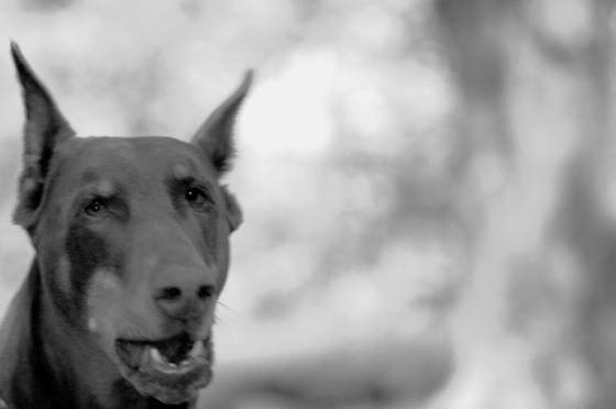 Double_dog_dare_you