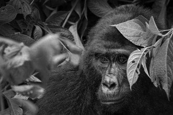 Mountain_gorilla