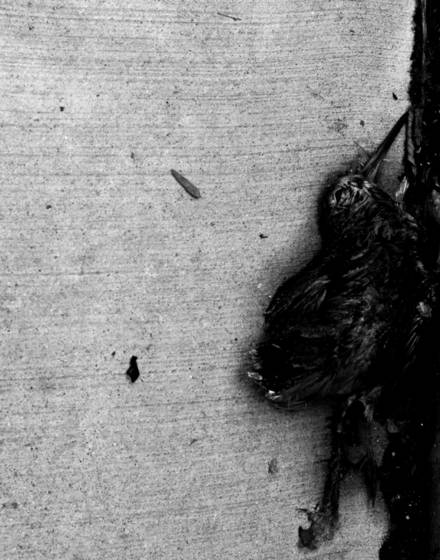 Flightless_bird
