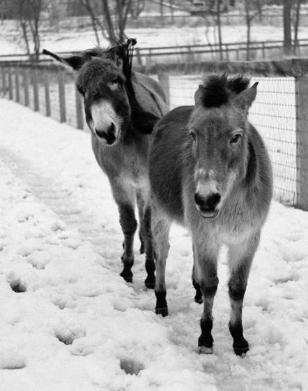 Butler_and_marple