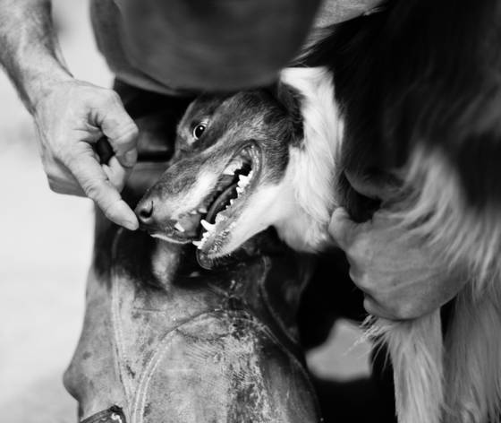 Farrier_2