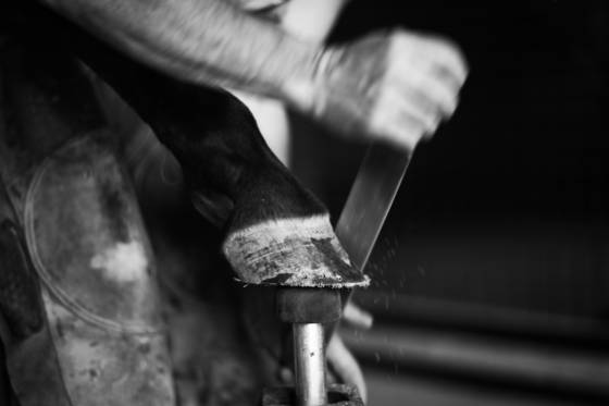 Farrier_4_valparaiso