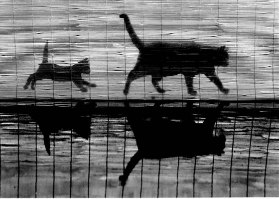 Kitten_follows_mother