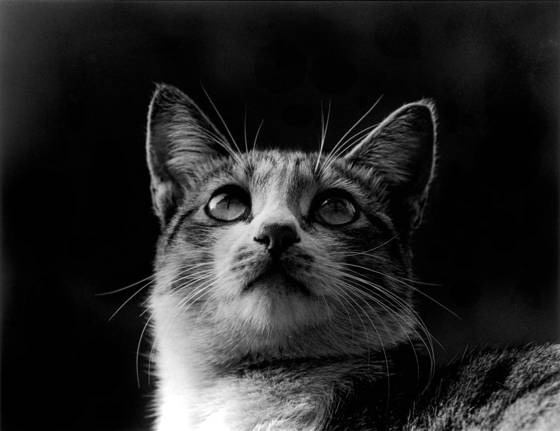 Born_to_stray_01