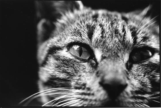 Born_to_stray_03