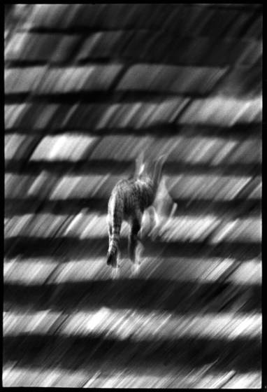 Born_to_stray_04