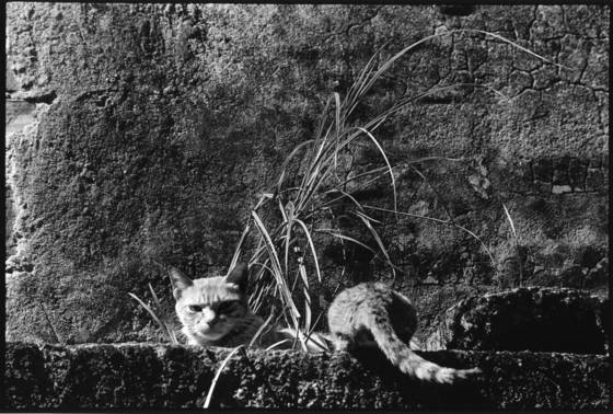Born_to_stray_06