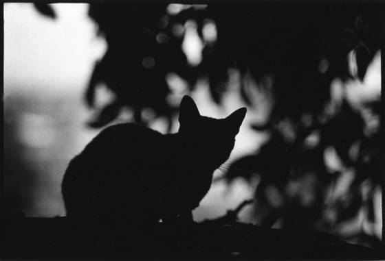 Born_to_stray_08
