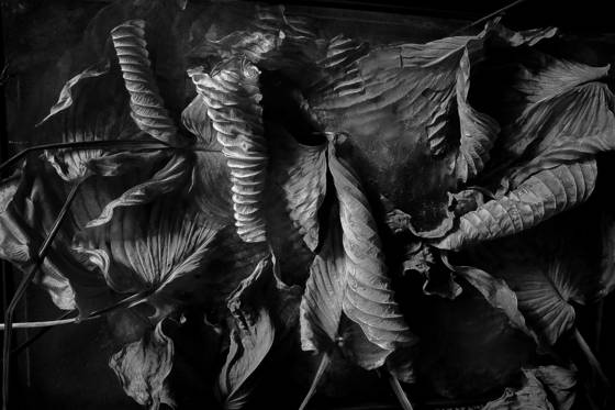 Dried_hosta_leaves