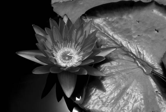 Waterlily
