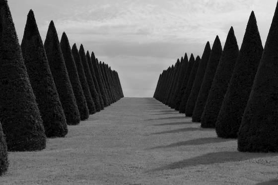 Trees_at_versailles