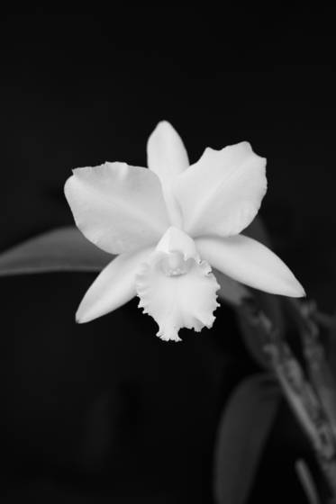 Cattleya_bellemade