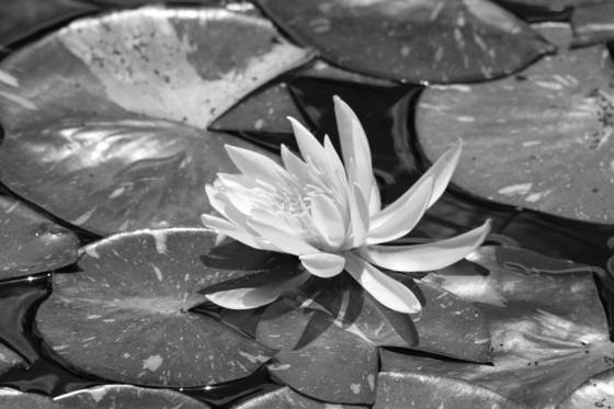 Nymphaea_col_lindberg