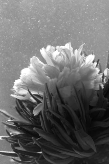 Calendula_tea