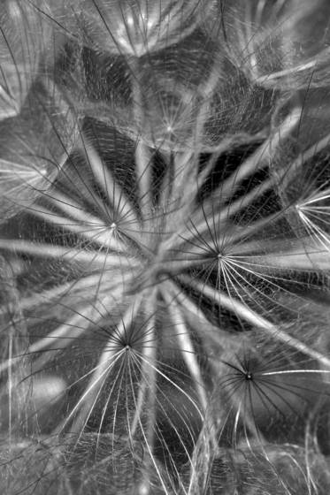 Dandilion_up_close