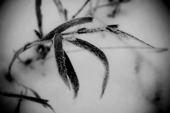 Winter_grass