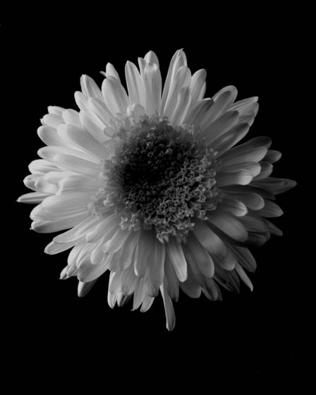 Chrysanthemum