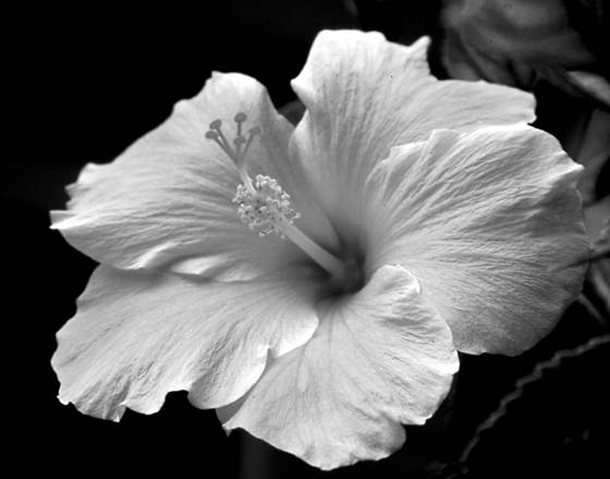 Hibiscus