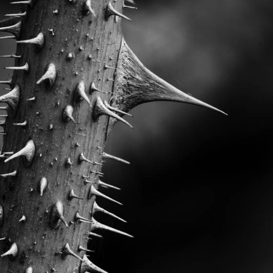 Thorn