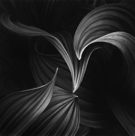 Delicate_union