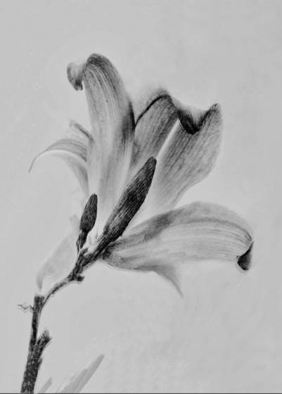 Flower_1