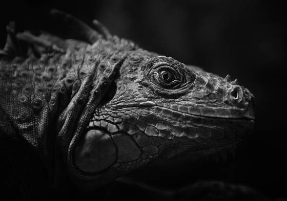 Vigilant_reptile