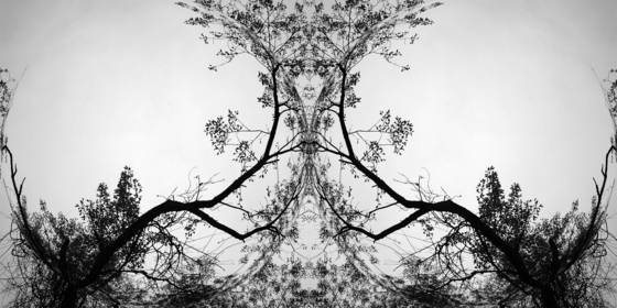 Enchanted_forest__1