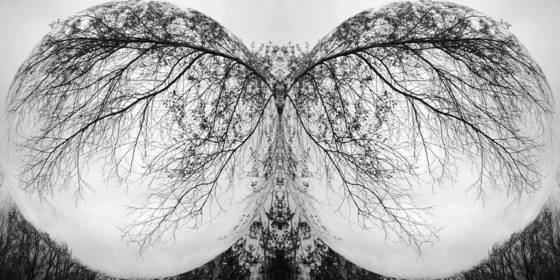 Enchanted_forest__2