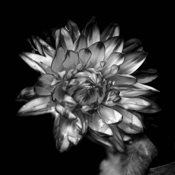 Vibrant_flower
