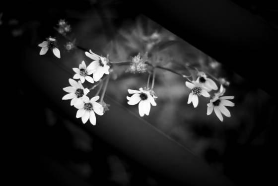 Flowers_in_fence