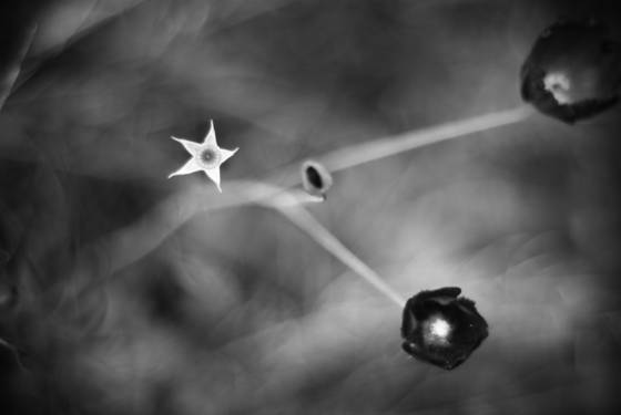 Star_flower