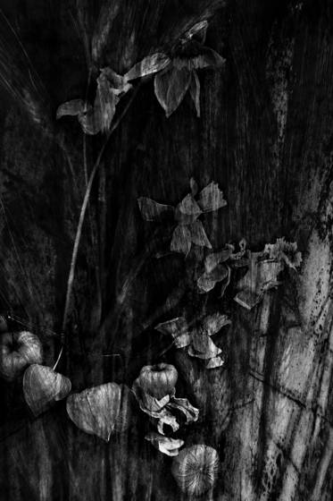 Les_fleurs