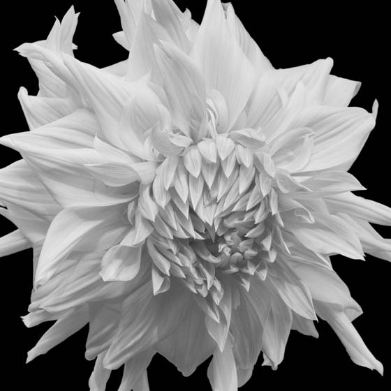 Fwhite_frilled_dahlia