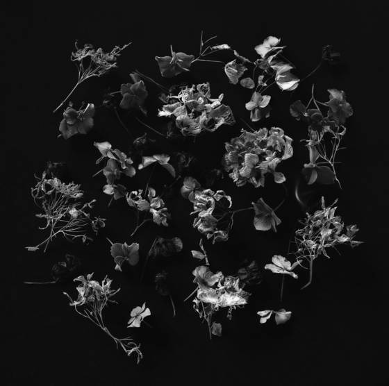 Still_life_2