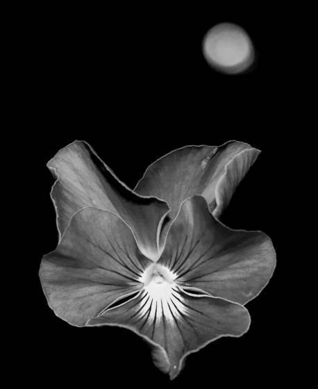 Night_bloom