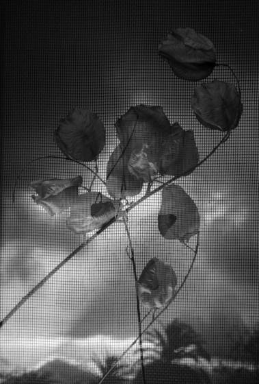 Seed_pods
