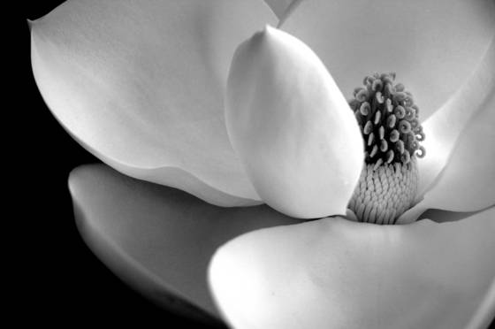 Magnolia