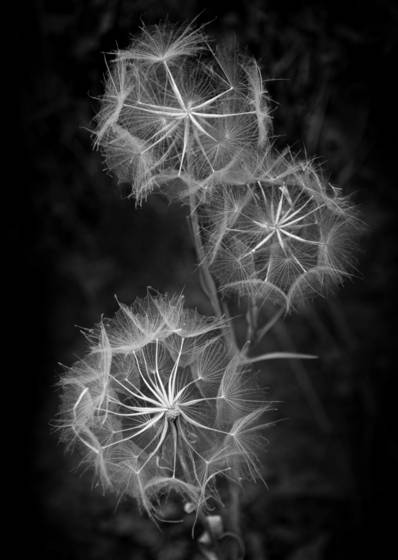 Three_wishes