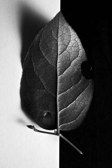 In_decay