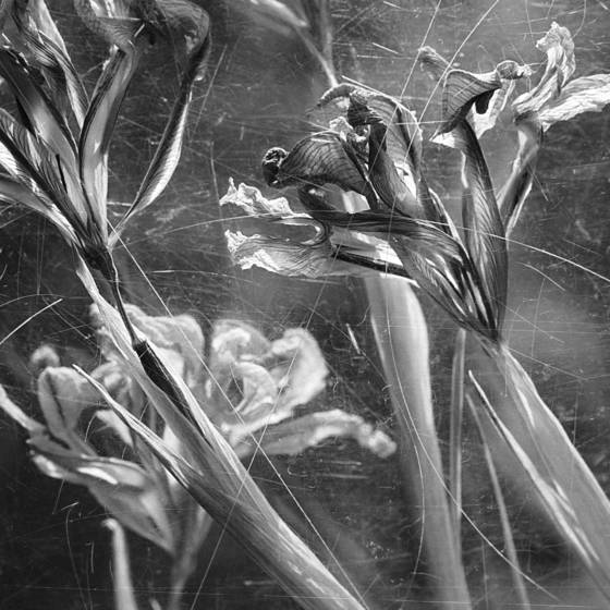 Irises