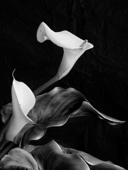 Cala_lilly