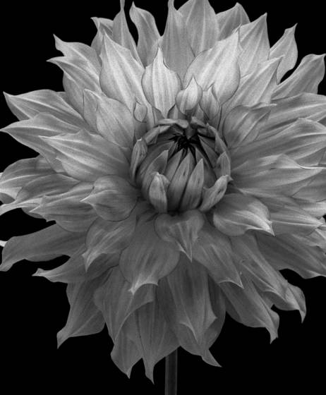 Dahlia_no_1