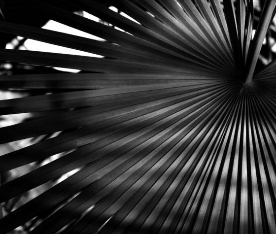 Palm_frond