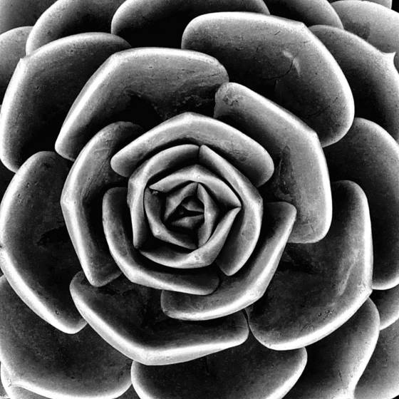 Succulent